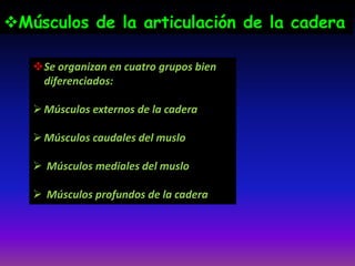 Se organizan en cuatro grupos bien
diferenciados:
Músculos externos de la cadera
Músculos caudales del muslo
 Músculos mediales del muslo
 Músculos profundos de la cadera
Músculos de la articulación de la cadera
 