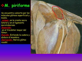 Se encuentra cubierto por los
músculos glúteos superficial y
medio.
origen: en la cresta sacra
lateral y en el ligamento
sacrotuberoso
Inserción:
en el trocánter mayor del
fémur.
Función: Extiende la cadera y
abduce el miembro.
Inervación: Nervio glúteo
caudal.
M. piriforme
 