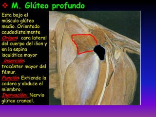 Esta bajo el
músculo glúteo
medio. Orientado
caudodistalmente
Origen: cara lateral
del cuerpo del ilion y
en la espina
isquiática mayor
inserción:
trocánter mayor del
fémur.
Función: Extiende la
cadera y abduce el
miembro.
Inervación: Nervio
glúteo craneal.
 M. Glúteo profundo
 