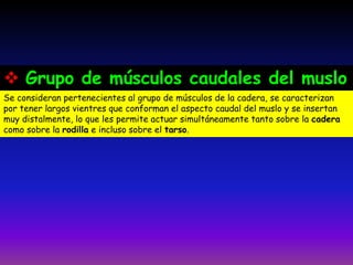 Se consideran pertenecientes al grupo de músculos de la cadera, se caracterizan
por tener largos vientres que conforman el aspecto caudal del muslo y se insertan
muy distalmente, lo que les permite actuar simultáneamente tanto sobre la cadera
como sobre la rodilla e incluso sobre el tarso.
 Grupo de músculos caudales del muslo
 