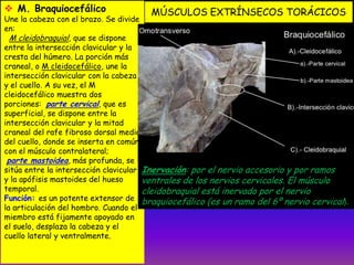 MÚSCULOS EXTRÍNSECOS TORÁCICOS M. Braquiocefálico
Une la cabeza con el brazo. Se divide
en:
M cleidobraquial, que se dispone
entre la intersección clavicular y la
cresta del húmero. La porción más
craneal, o M cleidocefálico, une la
intersección clavicular con la cabeza
y el cuello. A su vez, el M
cleidocefálico muestra dos
porciones: parte cervical, que es
superficial, se dispone entre la
intersección clavicular y la mitad
craneal del rafe fibroso dorsal medio
del cuello, donde se inserta en común
con el músculo contralateral;
parte mastoidea, más profunda, se
sitúa entre la intersección clavicular
y la apófisis mastoides del hueso
temporal.
Función: es un potente extensor de
la articulación del hombro. Cuando el
miembro está fijamente apoyado en
el suelo, desplaza la cabeza y el
cuello lateral y ventralmente.
Inervación: por el nervio accesorio y por ramos
ventrales de los nervios cervicales. El músculo
cleidobraquial está inervado por el nervio
braquiocefálico (es un ramo del 6º nervio cervical).
 