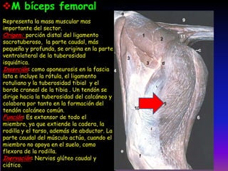 Representa la masa muscular mas
importante del sector.
Origen: porción distal del ligamento
sacrotuberoso, la parte caudal, más
pequeña y profunda, se origina en la parte
ventrolateral de la tuberosidad
isquiática.
Inserción: como aponeurosis en la fascia
lata e incluye la rótula, el ligamento
rotuliano y la tuberosidad tibial y el
borde craneal de la tibia . Un tendón se
dirige hacia la tuberosidad del calcáneo y
colabora por tanto en la formación del
tendón calcáneo común.
Función: Es extensor de todo el
miembro, ya que extiende la cadera, la
rodilla y el tarso, además de abductor. La
parte caudal del músculo actúa, cuando el
miembro no apoya en el suelo, como
flexora de la rodilla.
Inervación: Nervios glúteo caudal y
ciático.
M bíceps femoral
 