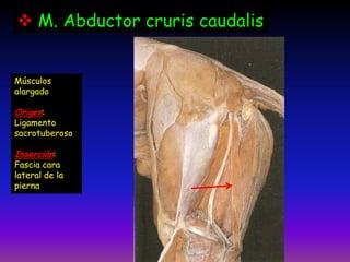  M. Abductor cruris caudalis
Músculos
alargado
Origen:
Ligamento
sacrotuberoso
Inserción:
Fascia cara
lateral de la
pierna
 