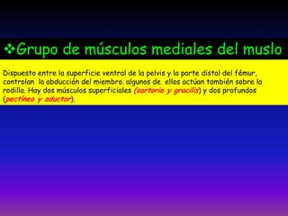 Dispuesto entre la superficie ventral de la pelvis y la parte distal del fémur,
controlan la abducción del miembro. algunos de ellos actúan también sobre la
rodilla. Hay dos músculos superficiales (sartorio y gracilis) y dos profundos
(pectíneo y aductor).
Grupo de músculos mediales del muslo
 