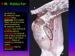 Se divide en
M. adductor largo
Origen: Pubis
Inserción: Cara caudal
fémur cerca de la fosa
intertrocantérica
M. adductor corto
Origen: cara ventral de
la sínfisis pélvica
Inserción :a lo largo de
todo el labio lateral de la
cara áspera del fémur.
Función: Aduce el
miembro y extiende la
cadera.
Inervación: Nervio
obturador.
M. Adductor
 
