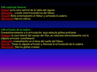 M cuadrado femoral
Origen: en la cara ventral de la tabla del isquion
Inserción: cresta intertrocantérica del fémur.
Función: Rota externamente el fémur y extiende la cadera.
Inervación: Nervio ciático.
M articular de la cadera
Craneolateralmente a la articulación, bajo músculo glúteo profundo.
Origena: la cara lateral del cuerpo del ilion, se relaciona estrechamente con la
cápsula articular coxofemoral
Inserción: cranealmente en el área del cuello del fémur.
Función: Tensa la cápsula articular y flexiona la articulación de la cadera.
Inervación: Nervio glúteo craneal.
 