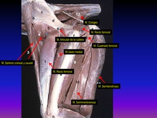 M. Recto femoral
M.Vasto medial
M. Recto femoral
M. Semimenbranoso
M. Semitendinoso
M. Cuadrado femoral
M. Articular de la cadera
M. Coxigeo
M. Sartorio craneal y caudal
 