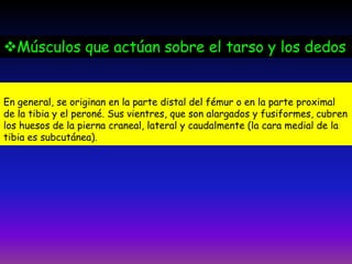 En general, se originan en la parte distal del fémur o en la parte proximal
de la tibia y el peroné. Sus vientres, que son alargados y fusiformes, cubren
los huesos de la pierna craneal, lateral y caudalmente (la cara medial de la
tibia es subcutánea).
Músculos que actúan sobre el tarso y los dedos
 