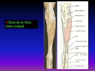 Zona de la tibia
vista craneal
 