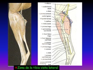 Zona de la tibia vista lateral
 