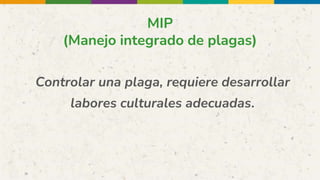 MIP
(Manejo integrado de plagas)
Controlar una plaga, requiere desarrollar
labores culturales adecuadas.
 