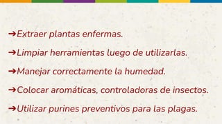 ➔Extraer plantas enfermas.
➔Limpiar herramientas luego de utilizarlas.
➔Manejar correctamente la humedad.
➔Colocar aromáticas, controladoras de insectos.
➔Utilizar purines preventivos para las plagas.
 