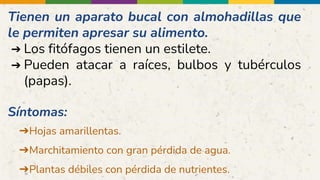 Tienen un aparato bucal con almohadillas que
le permiten apresar su alimento.
➔ Los fitófagos tienen un estilete.
➔ Pueden atacar a raíces, bulbos y tubérculos
(papas).
Síntomas:
➔Hojas amarillentas.
➔Marchitamiento con gran pérdida de agua.
➔Plantas débiles con pérdida de nutrientes.
 