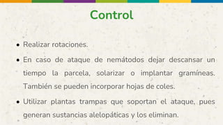 Control
• Realizar rotaciones.
• En caso de ataque de nemátodos dejar descansar un
tiempo la parcela, solarizar o implantar gramíneas.
También se pueden incorporar hojas de coles.
• Utilizar plantas trampas que soportan el ataque, pues
generan sustancias alelopáticas y los eliminan.
 