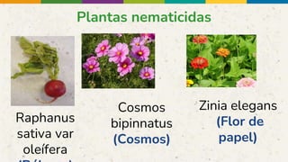 Plantas nematicidas
Raphanus
sativa var
oleífera
Cosmos
bipinnatus
(Cosmos)
Zinia elegans
(Flor de
papel)
 