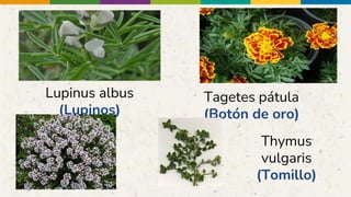 Lupinus albus
(Lupinos)
Tagetes pátula
(Botón de oro)
Thymus
vulgaris
(Tomillo)
 