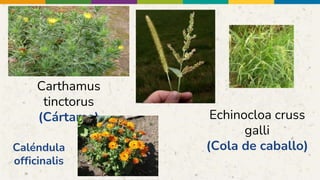 Carthamus
tinctorus
(Cártamo) Echinocloa cruss
galli
(Cola de caballo)
Caléndula
officinalis
 