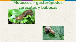 Moluscos – gasterópodos
caracoles y babosas
 
