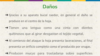 Daños
➔ Gracias a su aparato bucal raedor, en general el daño se
produce en el centro de la hoja.
➔ Tienen una lengua como una cinta con dientes
quitinosos que al girar desgastan el tejido vegetal.
➔ Al comienzo del ataque la hoja presenta laceraciones, al final
presenta un orificio completo como el producido por orugas.
➔ Producen mucus para trasladarse sobre superficies
 