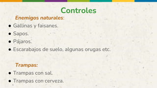 Controles
Enemigos naturales:
● Gallinas y faisanes.
● Sapos.
● Pájaros.
● Escarabajos de suelo, algunas orugas etc.
Trampas:
● Trampas con sal.
● Trampas con cerveza.
 