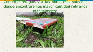 Construir refugios y a las horas más soleadas
donde encontraremos mayor cantidad retirarlos
manualmente.
 