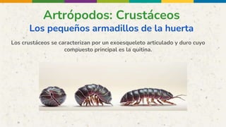 Artrópodos: Crustáceos
Los pequeños armadillos de la huerta
Los crustáceos se caracterizan por un exoesqueleto articulado y duro cuyo
compuesto principal es la quitina.
 