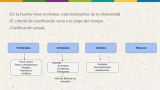 -En la huerta viven animales. (representantes de la diversidad)
-El criterio de clasificación varía a lo largo del tiempo
-Clasificación actual.
Peces óseos
Peces: cartilaginosos
Reptiles
Mamíferos
Anfibios
Insectos
Arácnidos
Crustáceos
Miriápodos
Vertebrados Artrópodos Anélidos Moluscos
Anélidos
Nematelmintos
platelmintos
Más del 80% de los
animales
 