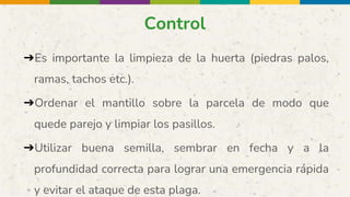 Control
➔Es importante la limpieza de la huerta (piedras palos,
ramas, tachos etc.).
➔Ordenar el mantillo sobre la parcela de modo que
quede parejo y limpiar los pasillos.
➔Utilizar buena semilla, sembrar en fecha y a la
profundidad correcta para lograr una emergencia rápida
y evitar el ataque de esta plaga.
 