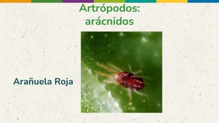 Artrópodos:
arácnidos
Arañuela Roja
 