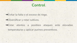 Control
➔Evitar la falta o el exceso de riego.
➔Diversificar y rotar cultivos.
➔Estar atentos a posibles ataques ante elevadas
temperaturas y aplicar purines preventivos.
 
