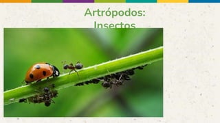 Artrópodos:
Insectos
 