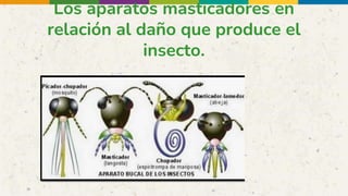 Los aparatos masticadores en
relación al daño que produce el
insecto.
 