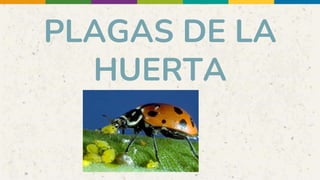 PLAGAS DE LA
HUERTA
 
