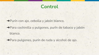 Control
➔Purín con ajo, cebolla y jabón blanco.
➔Para cochinilla y pulgones, purín de tabaco y jabón
blanco.
➔Para pulgones, purín de ruda y alcohol de ajo.
 