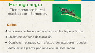 Hormiga negra
Tiene aparato bucal
masticador – lamedor.
Daños
➔ Producen cortes en semicírculos en las hojas y tallos.
➔ Modifican la fecha de floración.
➔ Ocasionan ataques con efectos devastadores, pueden
defoliar una planta pequeña en una sola noche.
 