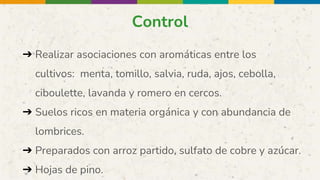 Control
➔ Realizar asociaciones con aromáticas entre los
cultivos: menta, tomillo, salvia, ruda, ajos, cebolla,
ciboulette, lavanda y romero en cercos.
➔ Suelos ricos en materia orgánica y con abundancia de
lombrices.
➔ Preparados con arroz partido, sulfato de cobre y azúcar.
➔ Hojas de pino.
 