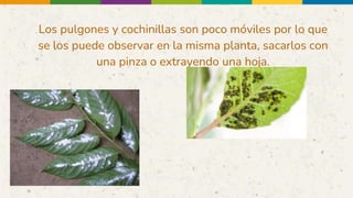 Los pulgones y cochinillas son poco móviles por lo que
se los puede observar en la misma planta, sacarlos con
una pinza o extrayendo una hoja.
 