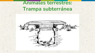 Animales terrestres:
Trampa subterránea
 