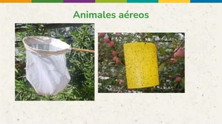Animales aéreos
 