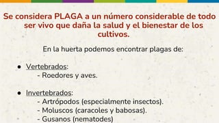 Se considera PLAGA a un número considerable de todo
ser vivo que daña la salud y el bienestar de los
cultivos.
En la huerta podemos encontrar plagas de:
● Vertebrados:
- Roedores y aves.
● Invertebrados:
- Artrópodos (especialmente insectos).
- Moluscos (caracoles y babosas).
- Gusanos (nematodes)
 