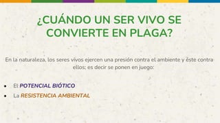 ¿CUÁNDO UN SER VIVO SE
CONVIERTE EN PLAGA?
En la naturaleza, los seres vivos ejercen una presión contra el ambiente y éste contra
ellos; es decir se ponen en juego:
• El POTENCIAL BIÓTICO
• La RESISTENCIA AMBIENTAL
 