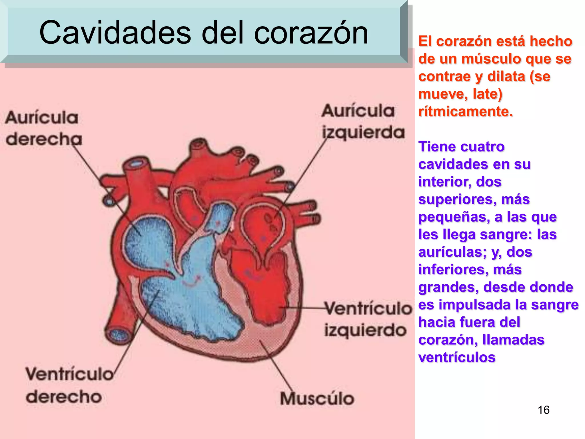 16
Cavidades del corazón El corazón está hecho
de un músculo que se
contrae y dilata (se
mueve, late)
rítmicamente.
Tiene cuatro
cavidades en su
interior, dos
superiores, más
pequeñas, a las que
les llega sangre: las
aurículas; y, dos
inferiores, más
grandes, desde donde
es impulsada la sangre
hacia fuera del
corazón, llamadas
ventrículos
 