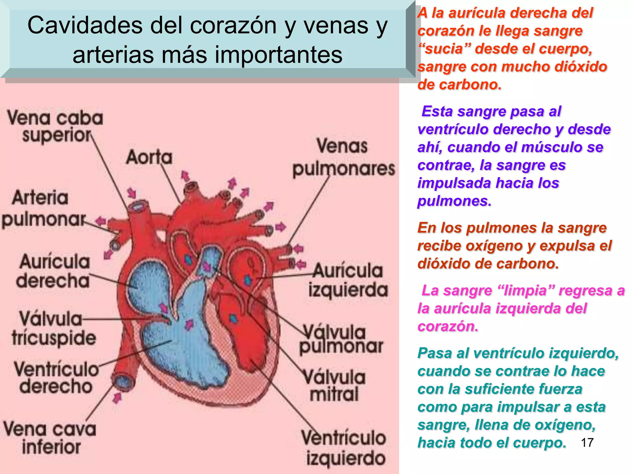 17
Cavidades del corazón y venas y
arterias más importantes
A la aurícula derecha del
corazón le llega sangre
“sucia” desde el cuerpo,
sangre con mucho dióxido
de carbono.
Esta sangre pasa al
ventrículo derecho y desde
ahí, cuando el músculo se
contrae, la sangre es
impulsada hacia los
pulmones.
En los pulmones la sangre
recibe oxígeno y expulsa el
dióxido de carbono.
La sangre “limpia” regresa a
la aurícula izquierda del
corazón.
Pasa al ventrículo izquierdo,
cuando se contrae lo hace
con la suficiente fuerza
como para impulsar a esta
sangre, llena de oxígeno,
hacia todo el cuerpo.
 