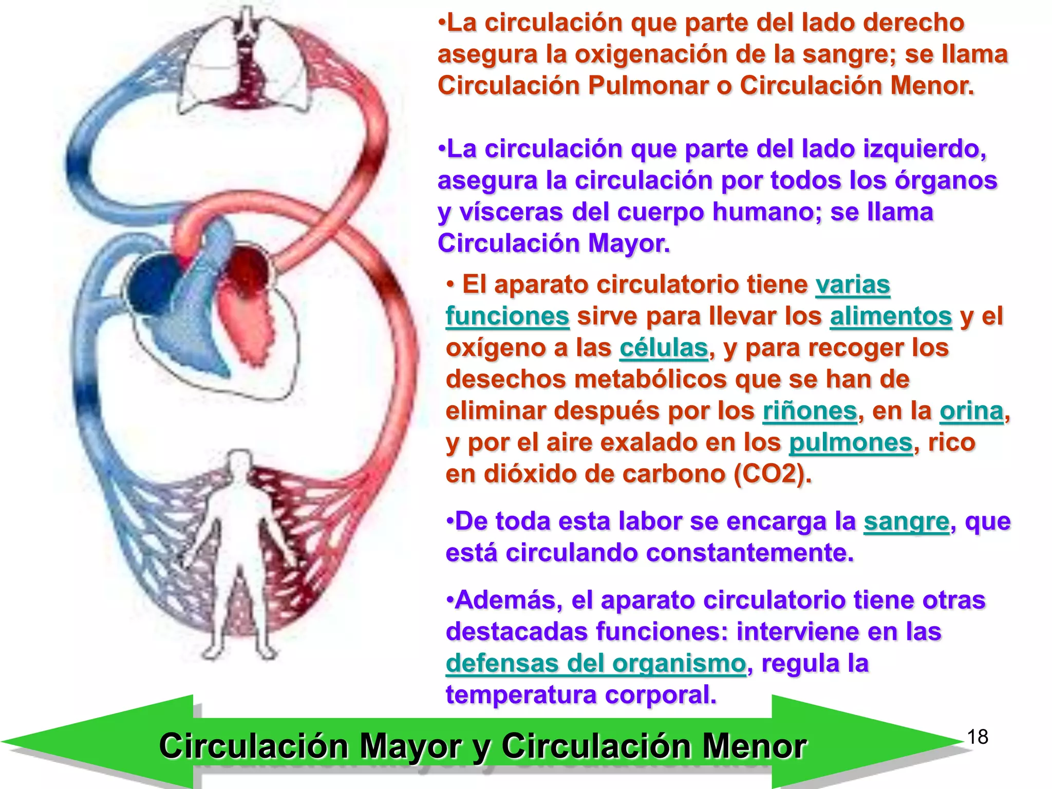 18
• El aparato circulatorio tiene varias
funciones sirve para llevar los alimentos y el
oxígeno a las células, y para recoger los
desechos metabólicos que se han de
eliminar después por los riñones, en la orina,
y por el aire exalado en los pulmones, rico
en dióxido de carbono (CO2).
•De toda esta labor se encarga la sangre, que
está circulando constantemente.
•Además, el aparato circulatorio tiene otras
destacadas funciones: interviene en las
defensas del organismo, regula la
temperatura corporal.
•La circulación que parte del lado derecho
asegura la oxigenación de la sangre; se llama
Circulación Pulmonar o Circulación Menor.
•La circulación que parte del lado izquierdo,
asegura la circulación por todos los órganos
y vísceras del cuerpo humano; se llama
Circulación Mayor.
Circulación Mayor y Circulación Menor
 