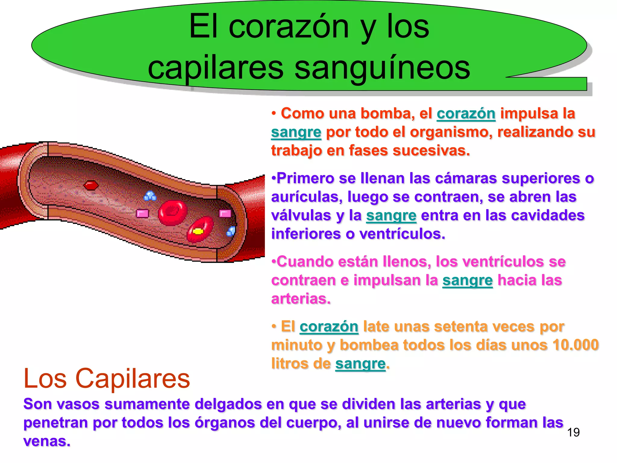 19
El corazón y los
capilares sanguíneos
• Como una bomba, el corazón impulsa la
sangre por todo el organismo, realizando su
trabajo en fases sucesivas.
•Primero se llenan las cámaras superiores o
aurículas, luego se contraen, se abren las
válvulas y la sangre entra en las cavidades
inferiores o ventrículos.
•Cuando están llenos, los ventrículos se
contraen e impulsan la sangre hacia las
arterias.
• El corazón late unas setenta veces por
minuto y bombea todos los días unos 10.000
litros de sangre.
Los Capilares
Son vasos sumamente delgados en que se dividen las arterias y que
penetran por todos los órganos del cuerpo, al unirse de nuevo forman las
venas.
 
