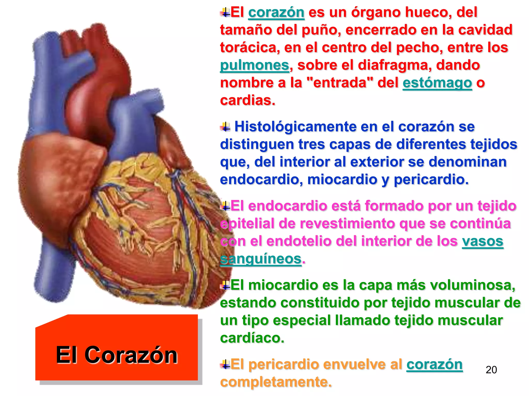20
El Corazón
El corazón es un órgano hueco, del
tamaño del puño, encerrado en la cavidad
torácica, en el centro del pecho, entre los
pulmones, sobre el diafragma, dando
nombre a la "entrada" del estómago o
cardias.
Histológicamente en el corazón se
distinguen tres capas de diferentes tejidos
que, del interior al exterior se denominan
endocardio, miocardio y pericardio.
El endocardio está formado por un tejido
epitelial de revestimiento que se continúa
con el endotelio del interior de los vasos
sanguíneos.
El miocardio es la capa más voluminosa,
estando constituido por tejido muscular de
un tipo especial llamado tejido muscular
cardíaco.
El pericardio envuelve al corazón
completamente.
 