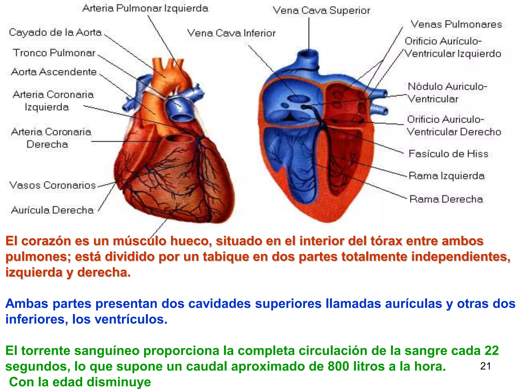 21
El corazón es un músculo hueco, situado en el interior del tórax entre ambos
pulmones; está dividido por un tabique en dos partes totalmente independientes,
izquierda y derecha.
Ambas partes presentan dos cavidades superiores llamadas aurículas y otras dos
inferiores, los ventrículos.
El torrente sanguíneo proporciona la completa circulación de la sangre cada 22
segundos, lo que supone un caudal aproximado de 800 litros a la hora.
Con la edad disminuye
 