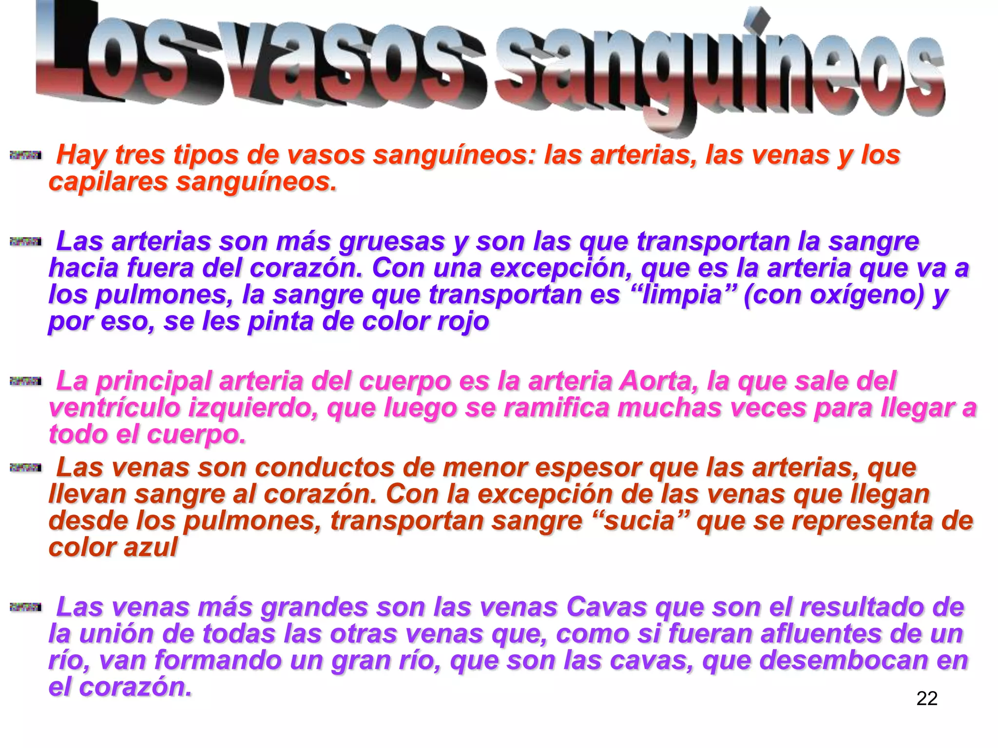 22
Hay tres tipos de vasos sanguíneos: las arterias, las venas y los
capilares sanguíneos.
Las arterias son más gruesas y son las que transportan la sangre
hacia fuera del corazón. Con una excepción, que es la arteria que va a
los pulmones, la sangre que transportan es “limpia” (con oxígeno) y
por eso, se les pinta de color rojo
La principal arteria del cuerpo es la arteria Aorta, la que sale del
ventrículo izquierdo, que luego se ramifica muchas veces para llegar a
todo el cuerpo.
Las venas son conductos de menor espesor que las arterias, que
llevan sangre al corazón. Con la excepción de las venas que llegan
desde los pulmones, transportan sangre “sucia” que se representa de
color azul
Las venas más grandes son las venas Cavas que son el resultado de
la unión de todas las otras venas que, como si fueran afluentes de un
río, van formando un gran río, que son las cavas, que desembocan en
el corazón.
 