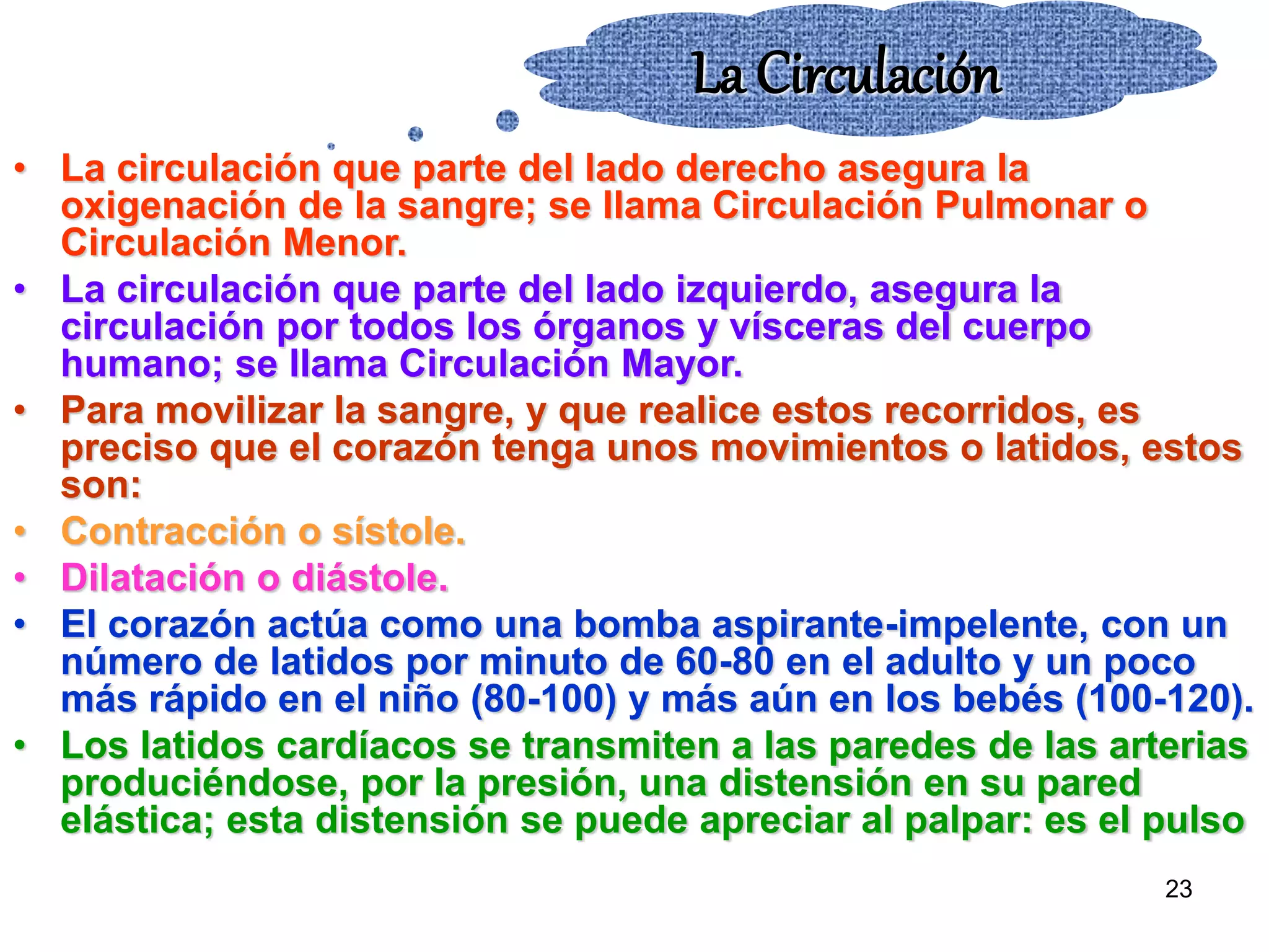 23
La Circulación
• La circulación que parte del lado derecho asegura la
oxigenación de la sangre; se llama Circulación Pulmonar o
Circulación Menor.
• La circulación que parte del lado izquierdo, asegura la
circulación por todos los órganos y vísceras del cuerpo
humano; se llama Circulación Mayor.
• Para movilizar la sangre, y que realice estos recorridos, es
preciso que el corazón tenga unos movimientos o latidos, estos
son:
• Contracción o sístole.
• Dilatación o diástole.
• El corazón actúa como una bomba aspirante-impelente, con un
número de latidos por minuto de 60-80 en el adulto y un poco
más rápido en el niño (80-100) y más aún en los bebés (100-120).
• Los latidos cardíacos se transmiten a las paredes de las arterias
produciéndose, por la presión, una distensión en su pared
elástica; esta distensión se puede apreciar al palpar: es el pulso
 