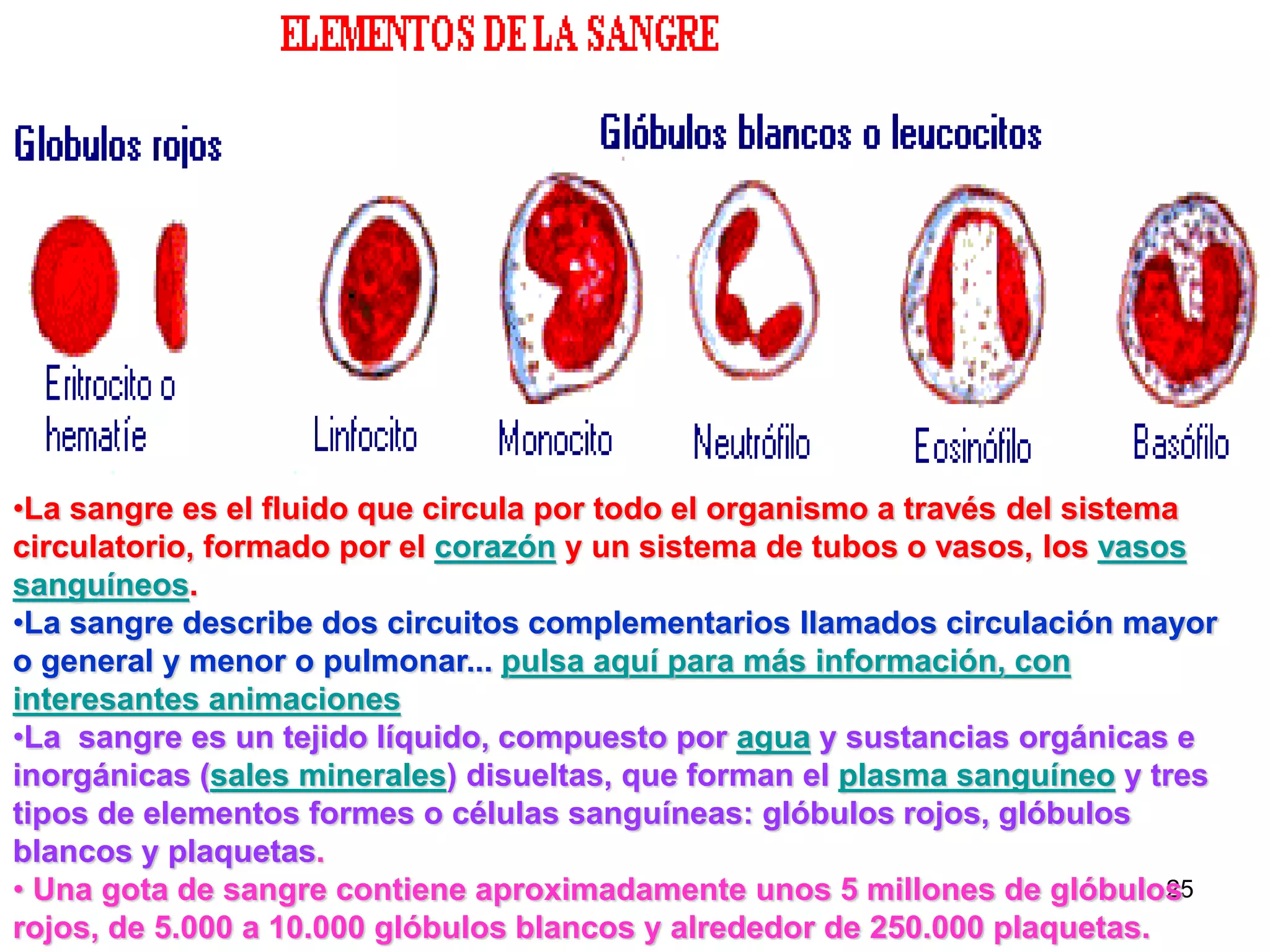 25
•La sangre es el fluido que circula por todo el organismo a través del sistema
circulatorio, formado por el corazón y un sistema de tubos o vasos, los vasos
sanguíneos.
•La sangre describe dos circuitos complementarios llamados circulación mayor
o general y menor o pulmonar... pulsa aquí para más información, con
interesantes animaciones
•La sangre es un tejido líquido, compuesto por agua y sustancias orgánicas e
inorgánicas (sales minerales) disueltas, que forman el plasma sanguíneo y tres
tipos de elementos formes o células sanguíneas: glóbulos rojos, glóbulos
blancos y plaquetas.
• Una gota de sangre contiene aproximadamente unos 5 millones de glóbulos
rojos, de 5.000 a 10.000 glóbulos blancos y alrededor de 250.000 plaquetas.
 